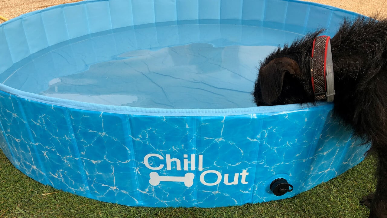 Der extra große Hundepool ChillOut von ALL FOR PAWS im Test