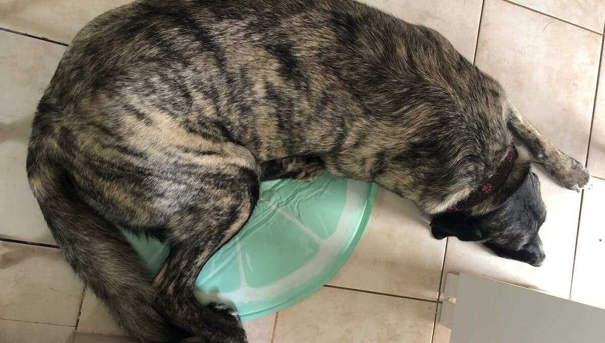 Die runde Kühlmatte von GoPetee wurde von Testhund-Azubine Inge ausführlich getestet.