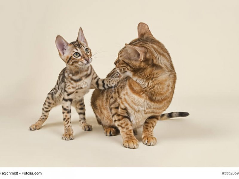 Bengal Katzen Paar Kitte und Katze