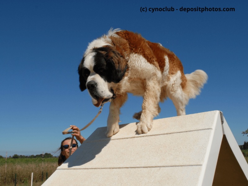 Bernhardiner im Agilität Training