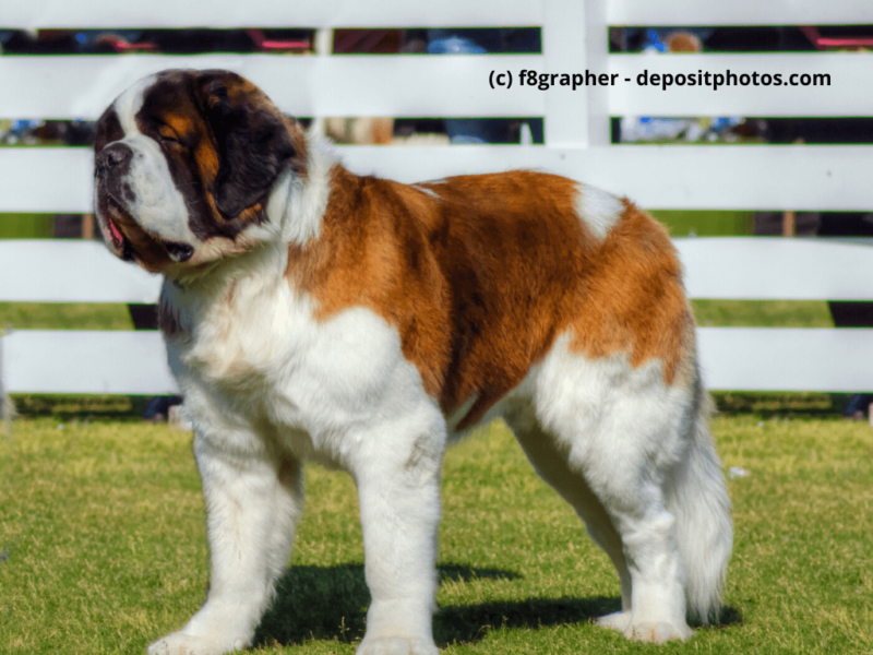 Bernhardiner in Profilansicht steht auf dem Rasen