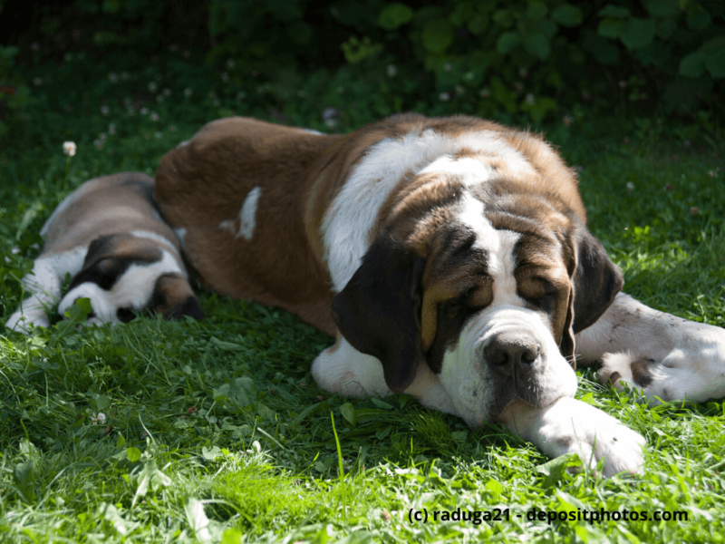 Bernhardiner liegt mit Welpen auf dem Gras im Sommer
