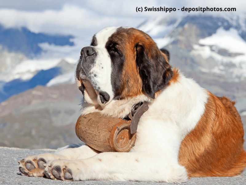 Bernhardiner mit Fass ist bereit für Rettung