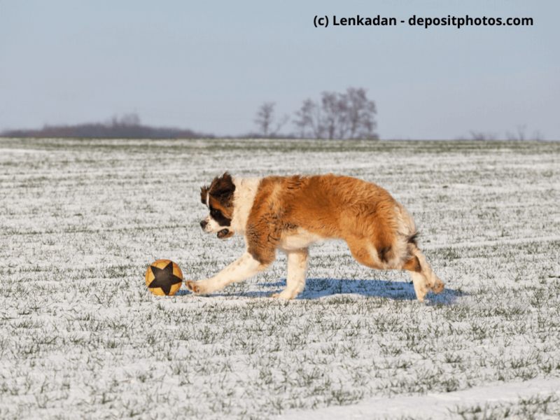 Bernhardiner spielt auf schneebedeckter Wiese mit einem Ball