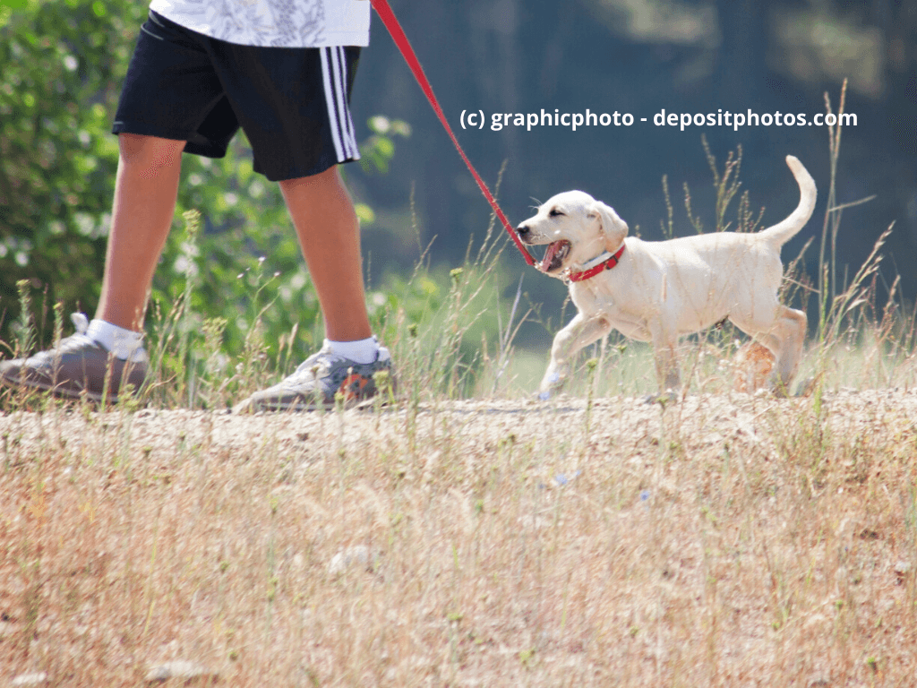 Welpe geht mit Besitzer spazieren