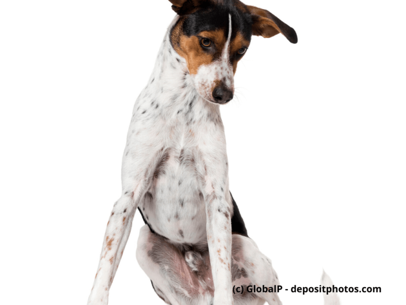 Bodeguero Andaluz Portrait