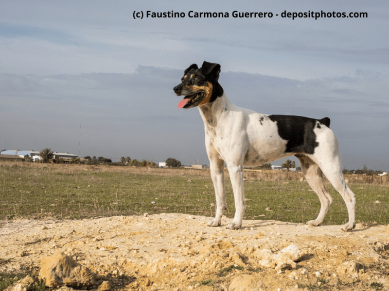 Bodeguero Andaluz auf Wiese