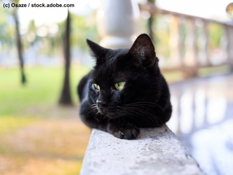 Bombay Katze auf Balkon