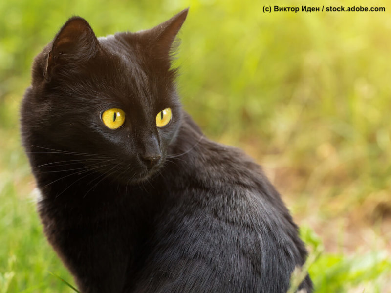 Bombay Katze sitzend