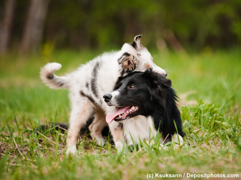Border Collie alt und jung