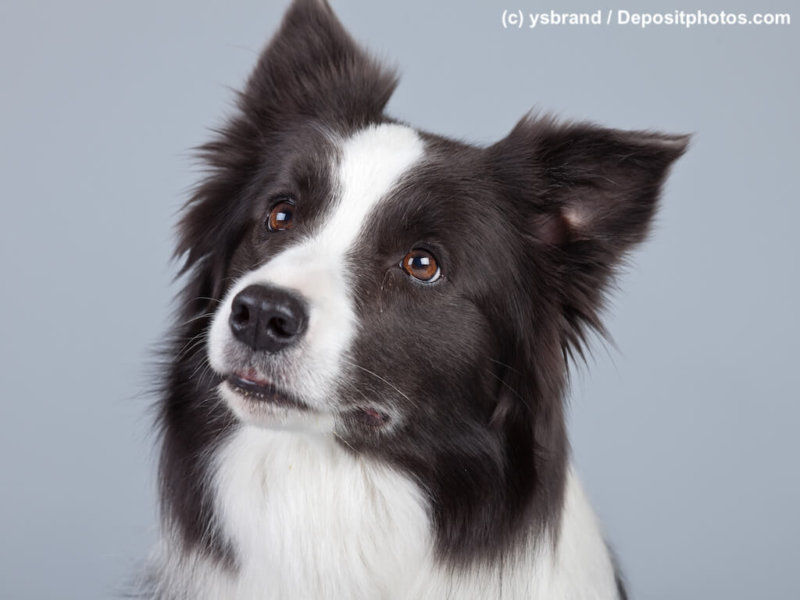 Border Collie Porträt