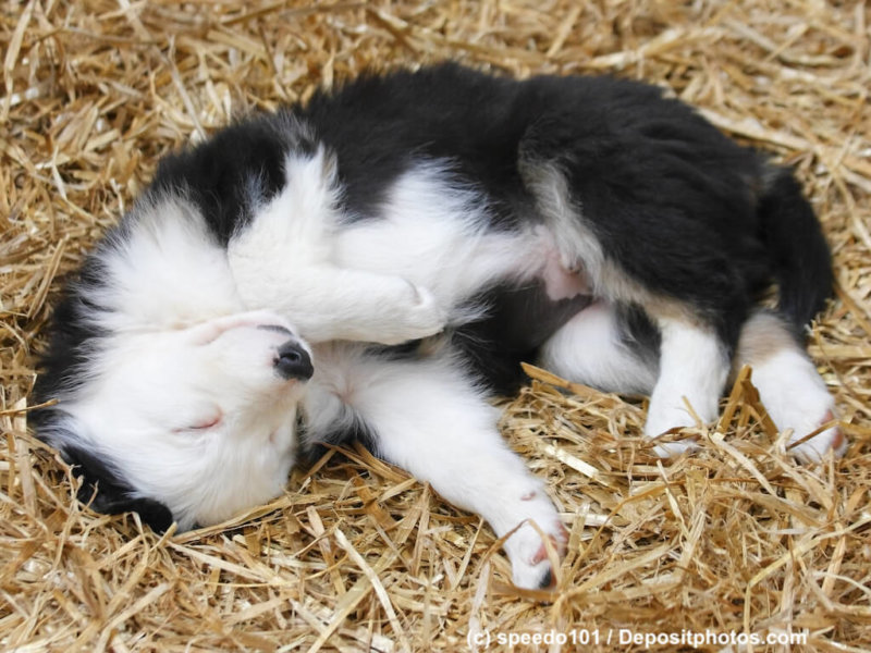 A Border Collie puppy sleeping on a bed of straw