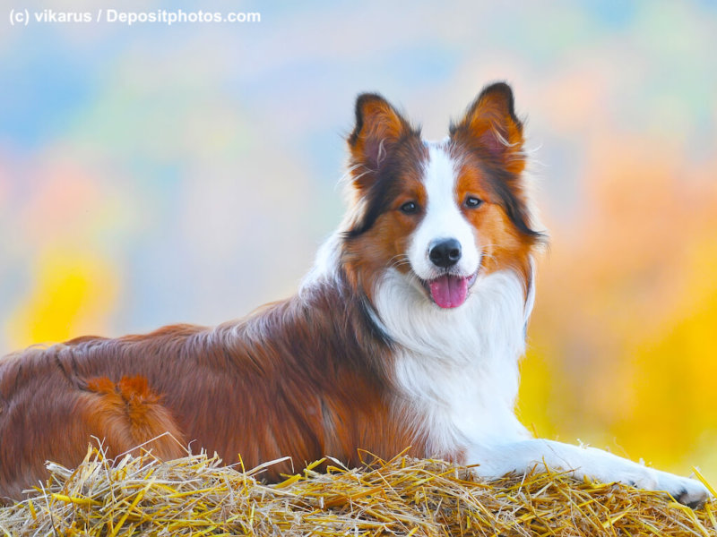 Brauner Border Collie im Herbst