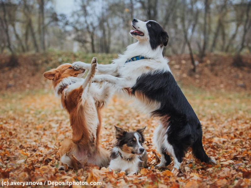 Border Collies spielend