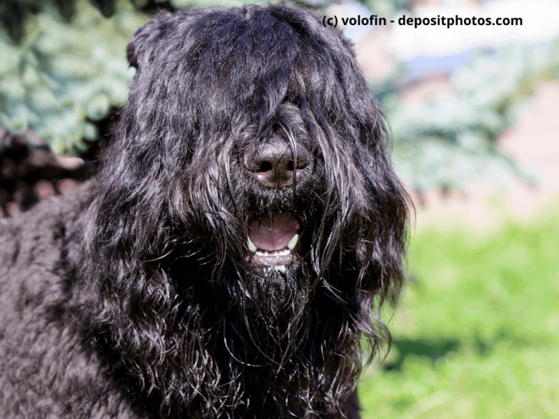 Bouvier de Flandres Portrait im Stadtpark