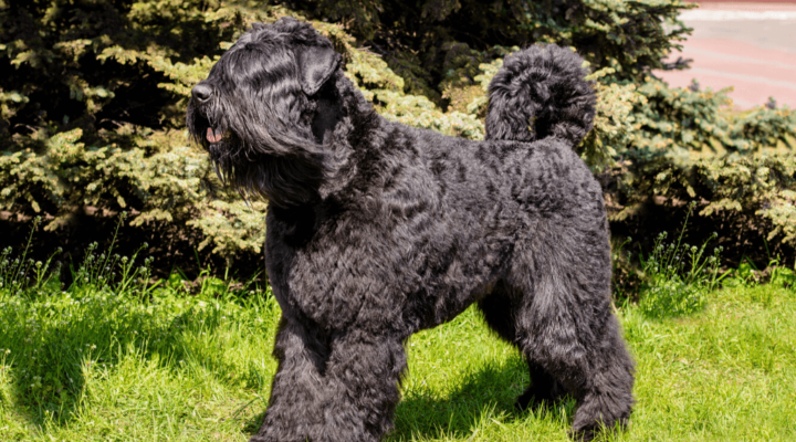 Bouvier de Flandres