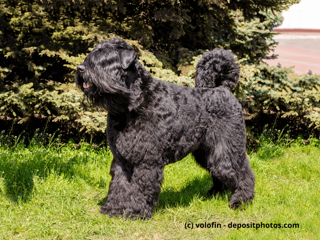 Bouvier de Flandres Steckbrief