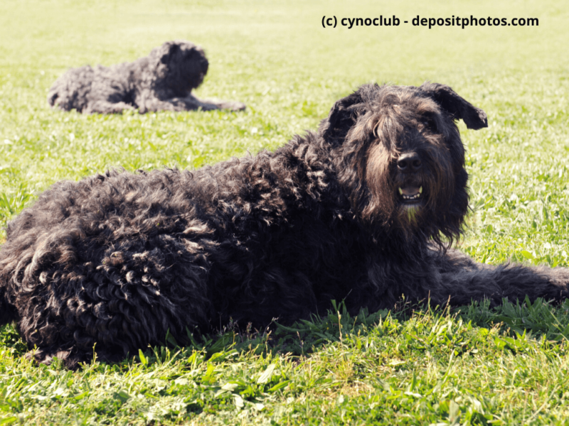 Bouvier de Flandres liegen im Gras