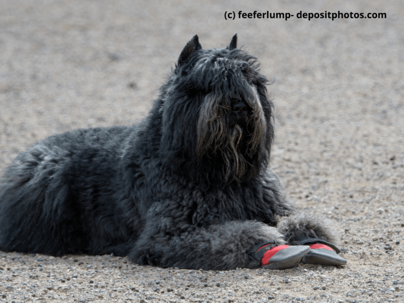 Bouvier de Flandres macht mit Schutzstiefeln eine Pause auf dem Kies
