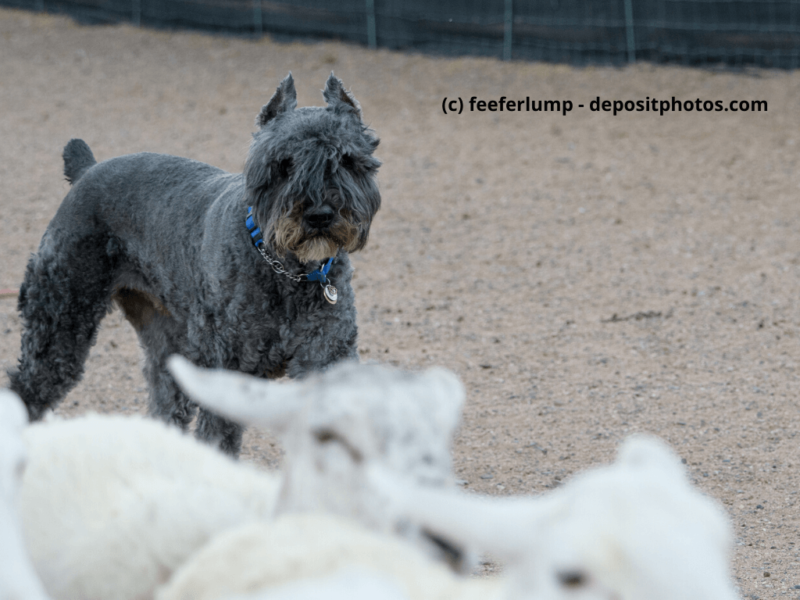 Bouvier de Flandres schaut sich seine Schafherde an