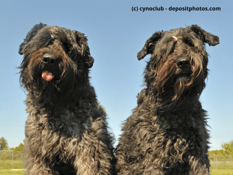 Bouvier de Flandres sitzen in einem Feld