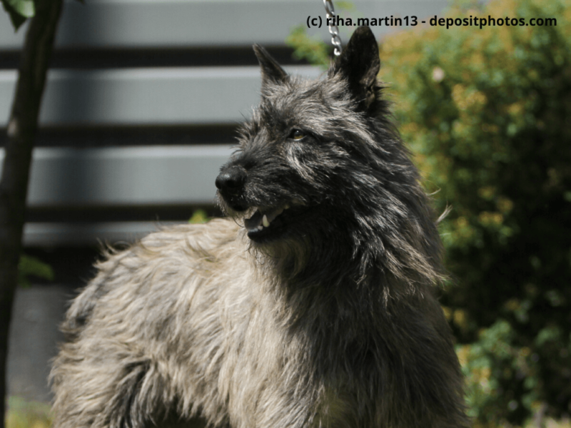 Bouvier des Ardennes Ausstellungsposition auf dem Rasen