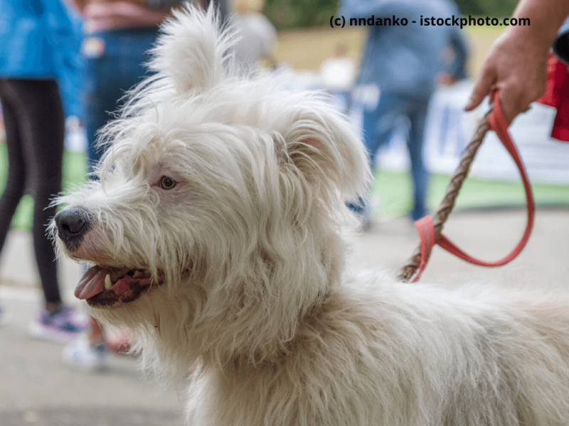 Bouvier des Ardennes Portrait