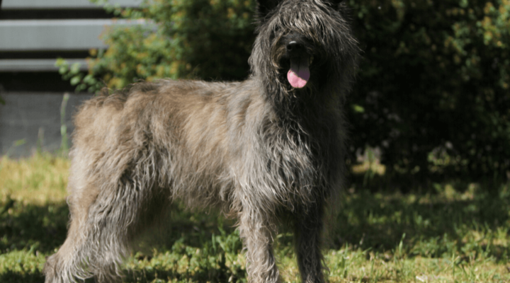 Bouvier des Ardennes