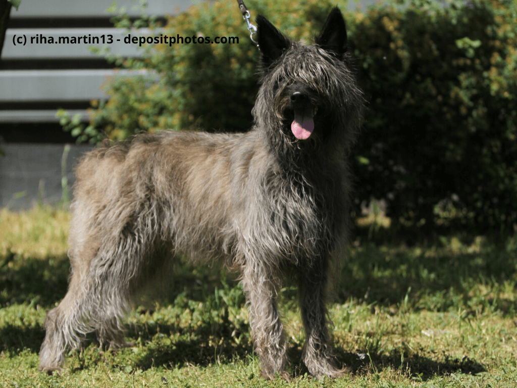 Bouvier des Ardennes Steckbrief