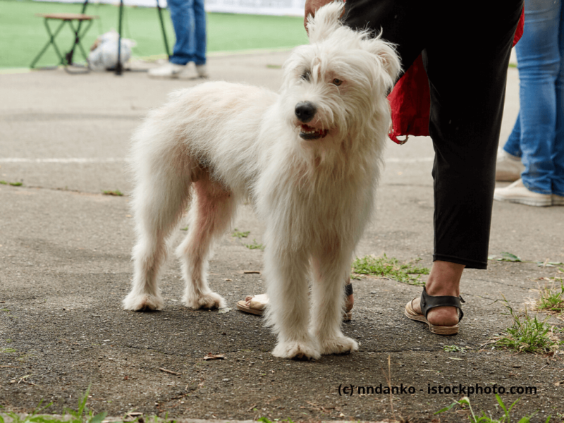 Bouvier des Ardennes weiß steht mit Besitzerin auf Asphalt