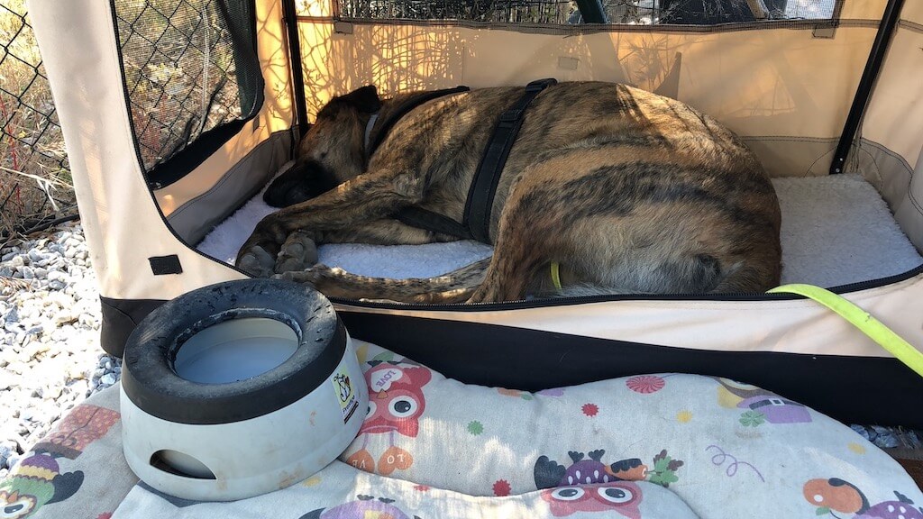 So wie unser Chief bevorzugen manche Hunde eine Box als Schlafplatz. Faltbare Transportboxen wie diese kannst du einfach überall mit hinnehmen.