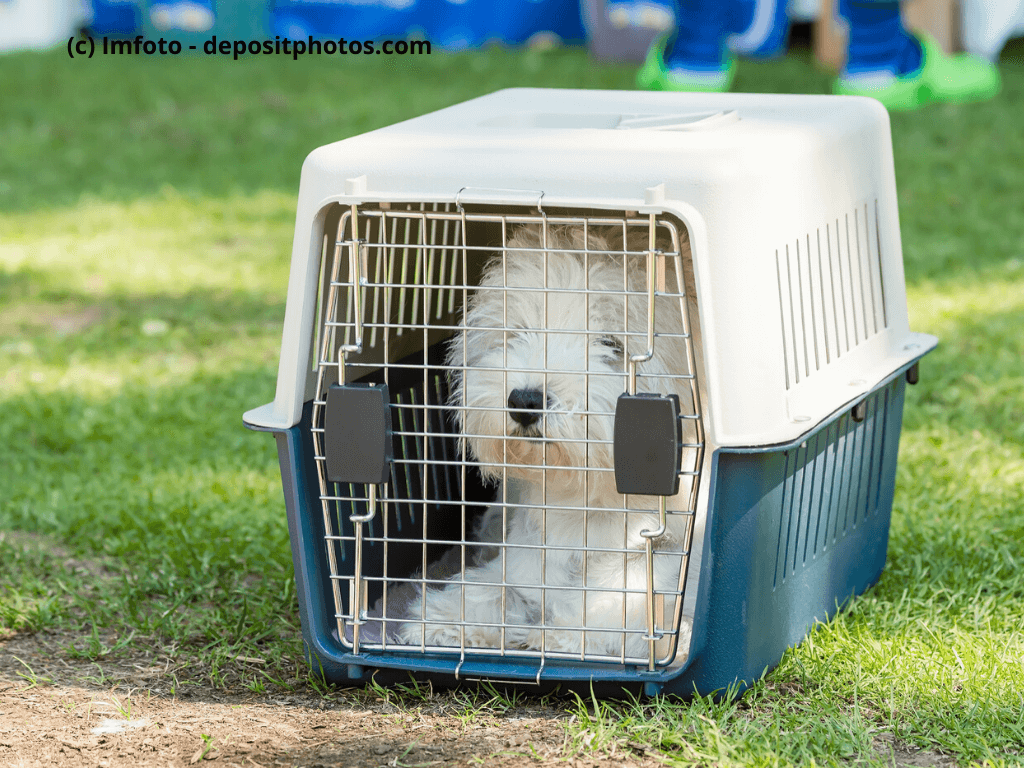 Kleiner weißer Hund in Box auf der Wiese