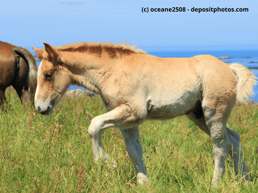 Bretone Fohlen in einem Feld nahe der Küste in der Bretagne