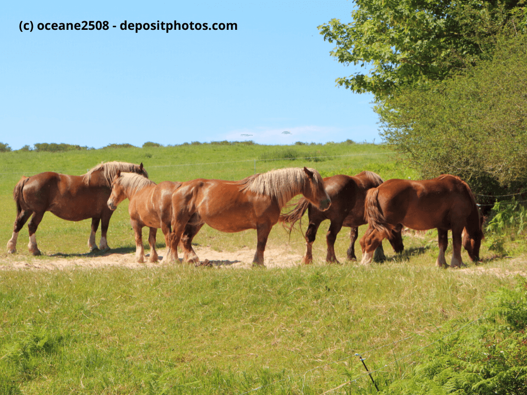 Bretone Herde von Kastanien auf einem Feld in der Bretagne