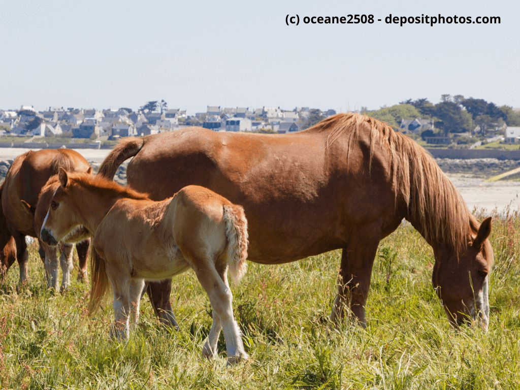 Bretone Stute und ihr Fohlen auf einem Feld in der Nähe der Küste in der Bretagne