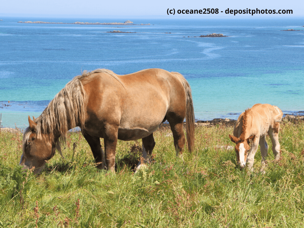 Bretone Stute und ihr Fohlen auf einem Feld in der Nähe des Meeres in der Bretagne