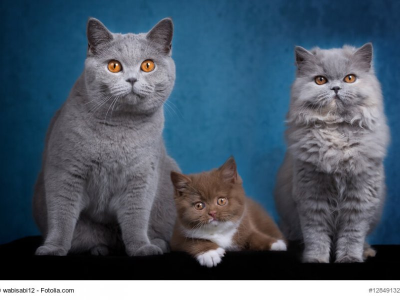 Unterschiede Britisch Kurzhaar, Britisch Langhaar mit Kitte