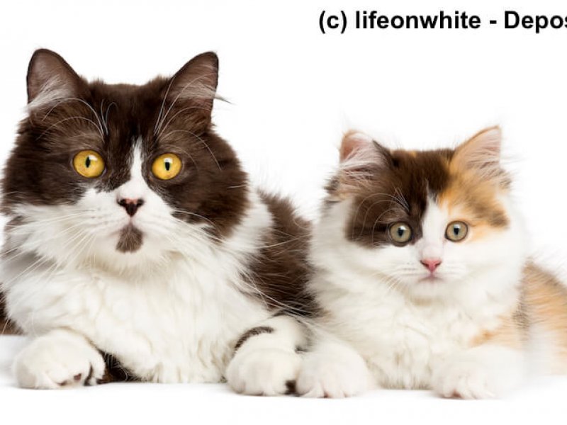 Britisch Langhaar und Highlander Kitten