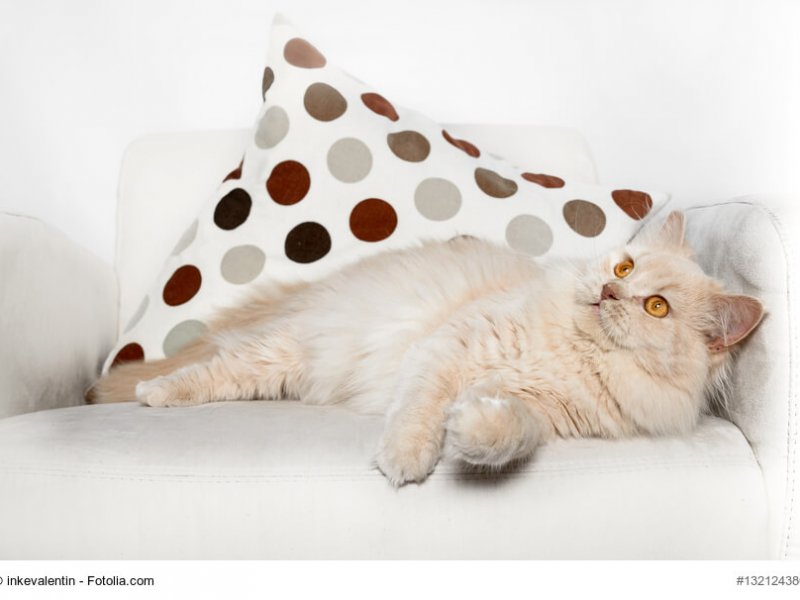 Creme farbige Britisch Langhaar Katze