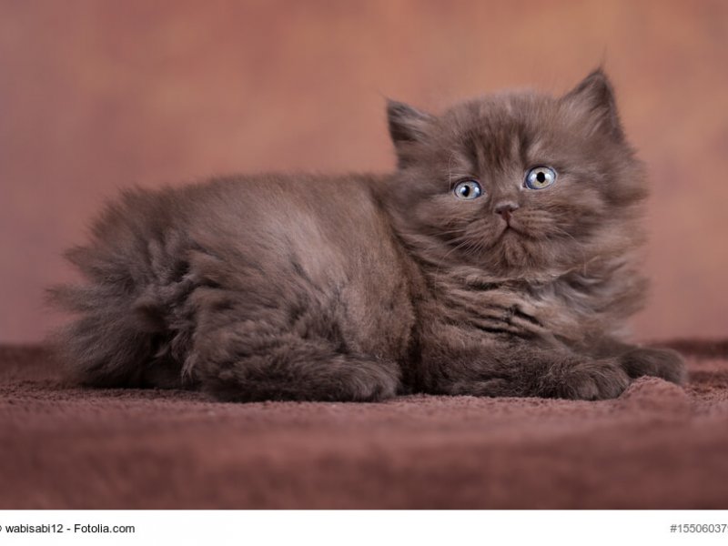 Fellfarbe Katze braun Britisch Langhaar Katzenkind braun
