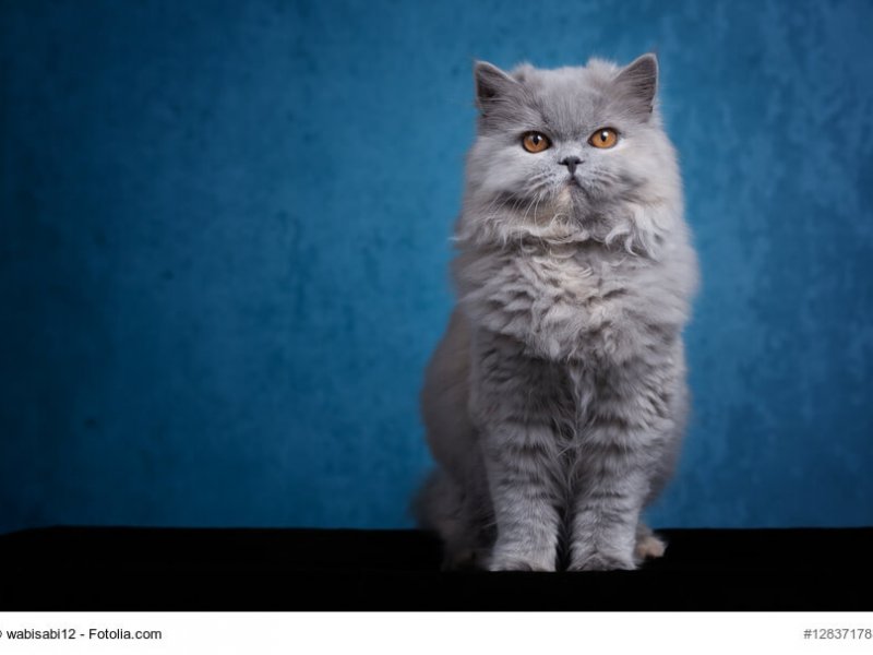 Britisch Langhaar Steckbrief