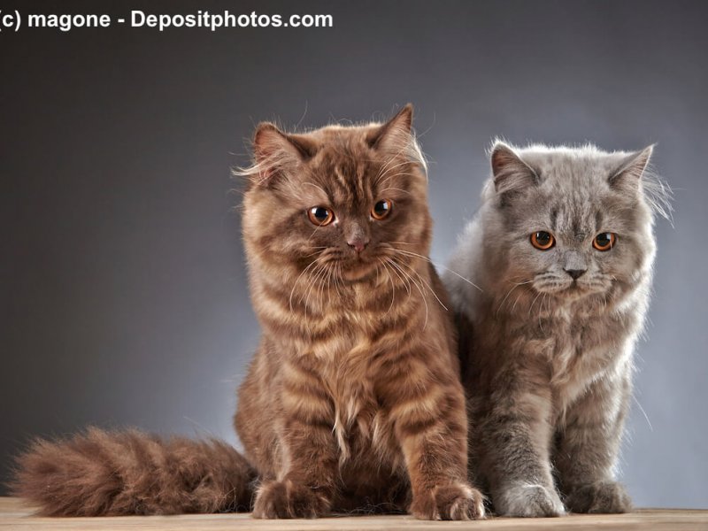 Britisch Langhaar Kitten in Tabby braun und silber