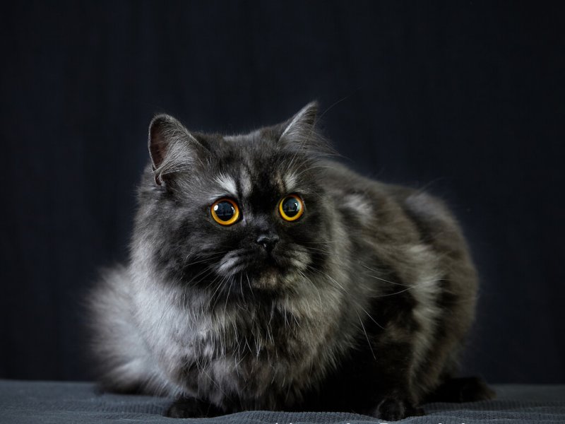 Britisch Langhaar Tabby schwarzgrau