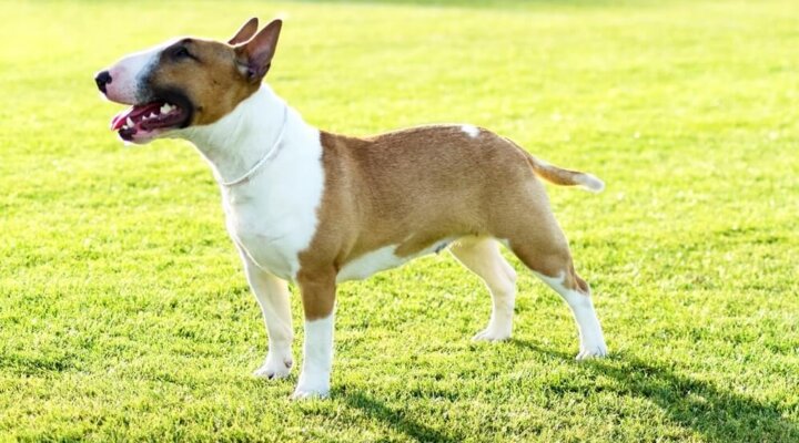 Bullterrier