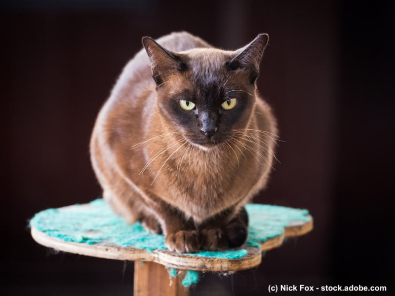 Burma Kater vor schwarzem Hintergrund