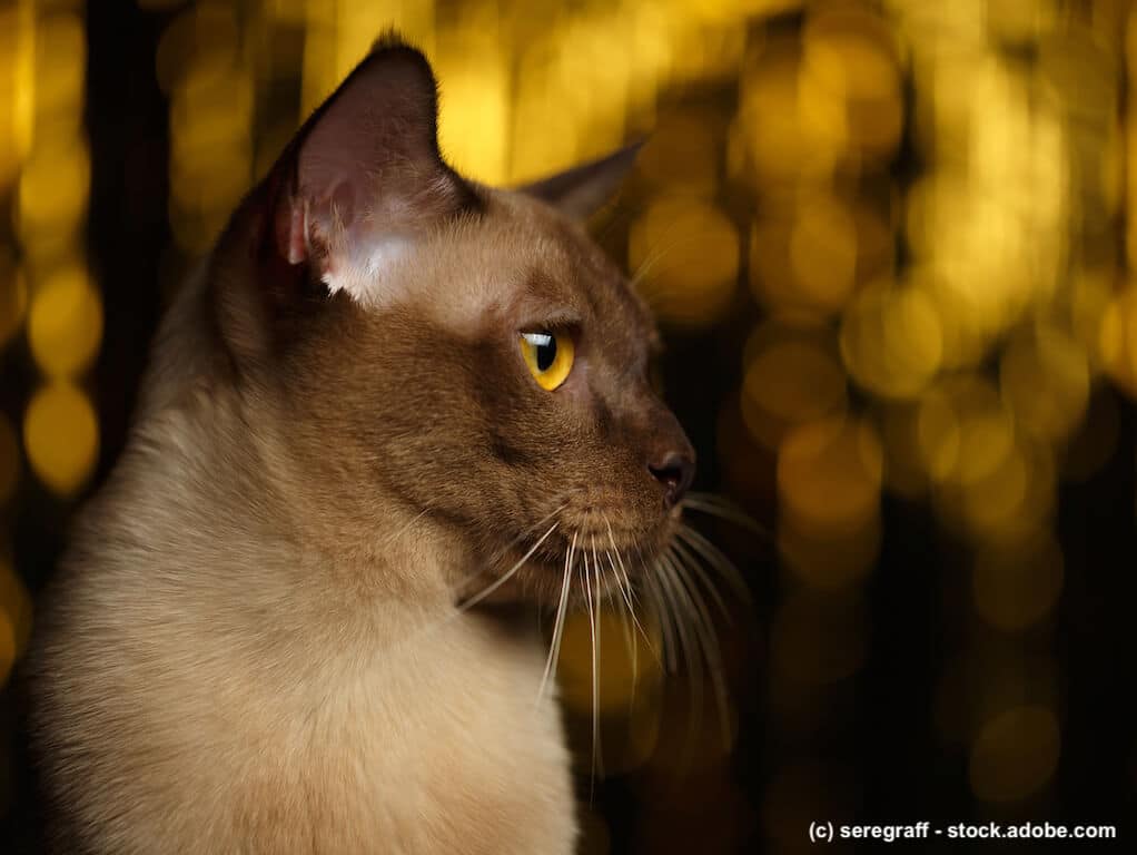 Burma Katze an Silvester