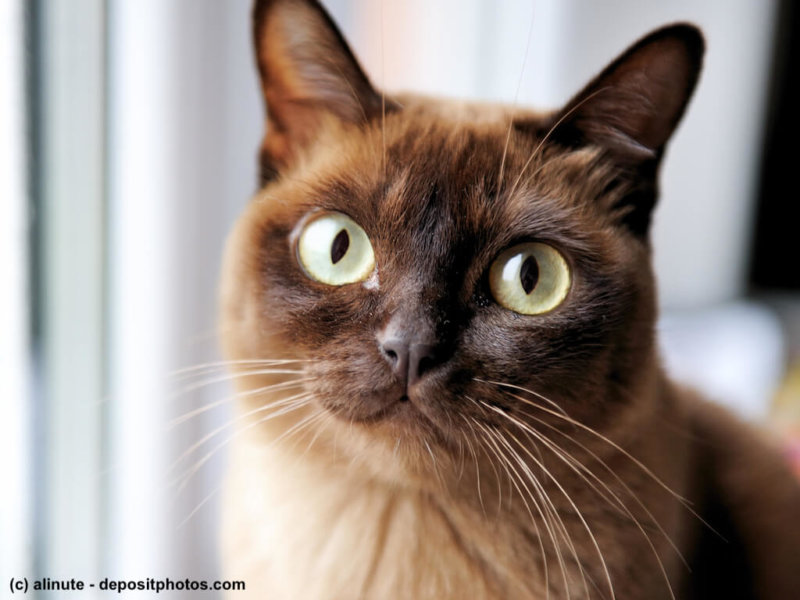 Burma Portrait
