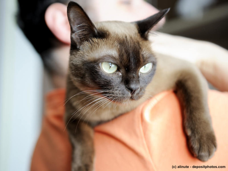 Burma Katze auf Schulter