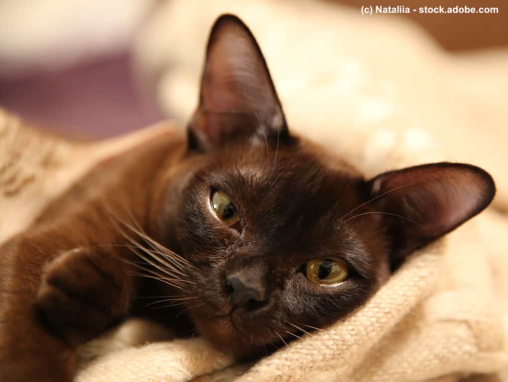 Verändern sich Katzen nach der Kastration