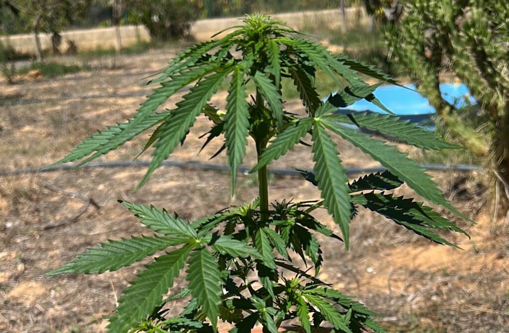 Eine Hanfpflanze. Beschriftung lautet: Sowohl CBD-Öl als auch Hanföl werden aus der Hanfpflanze hergestellt.